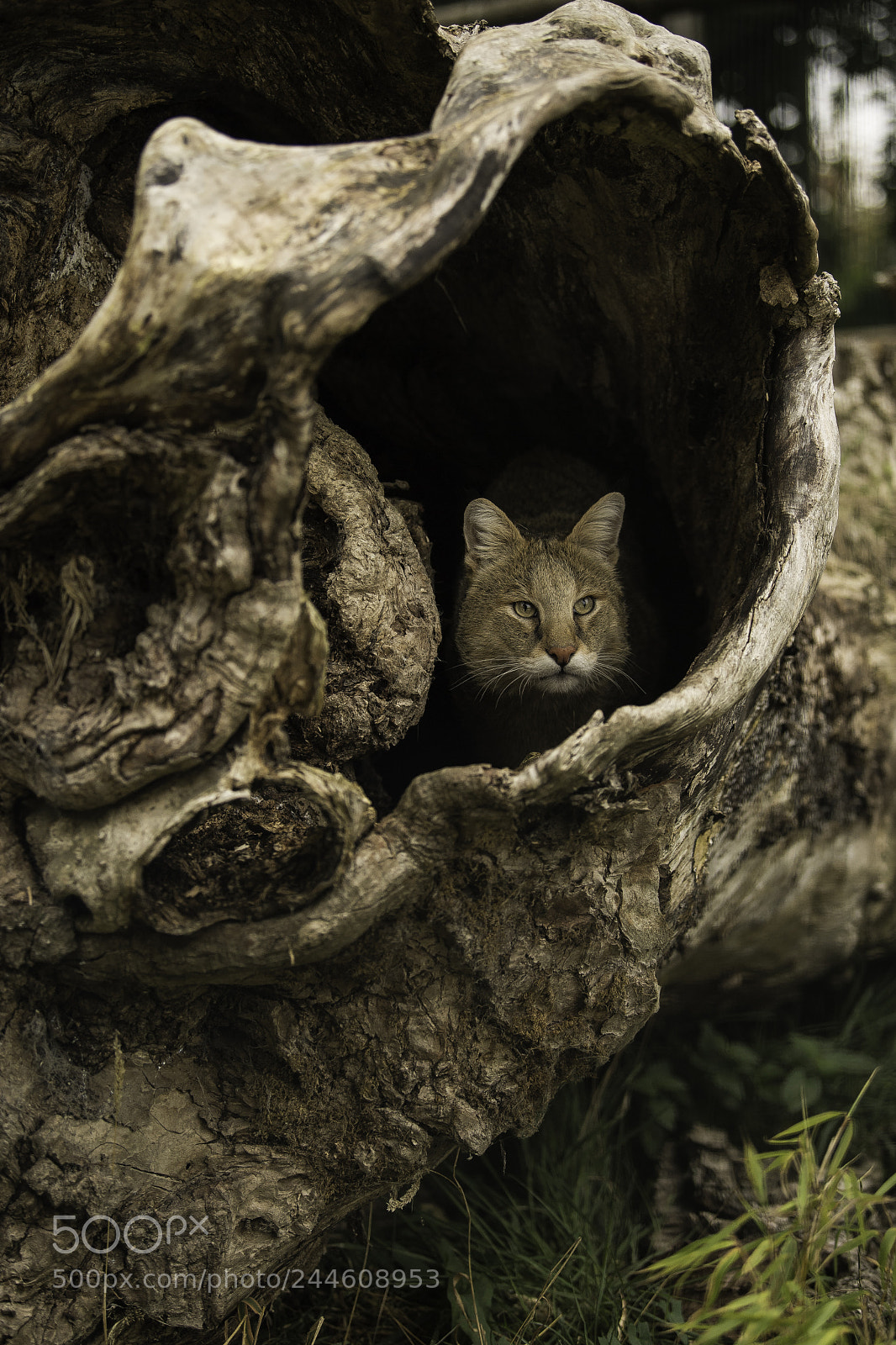 Nikon D5 sample photo. Jungle cat series photography