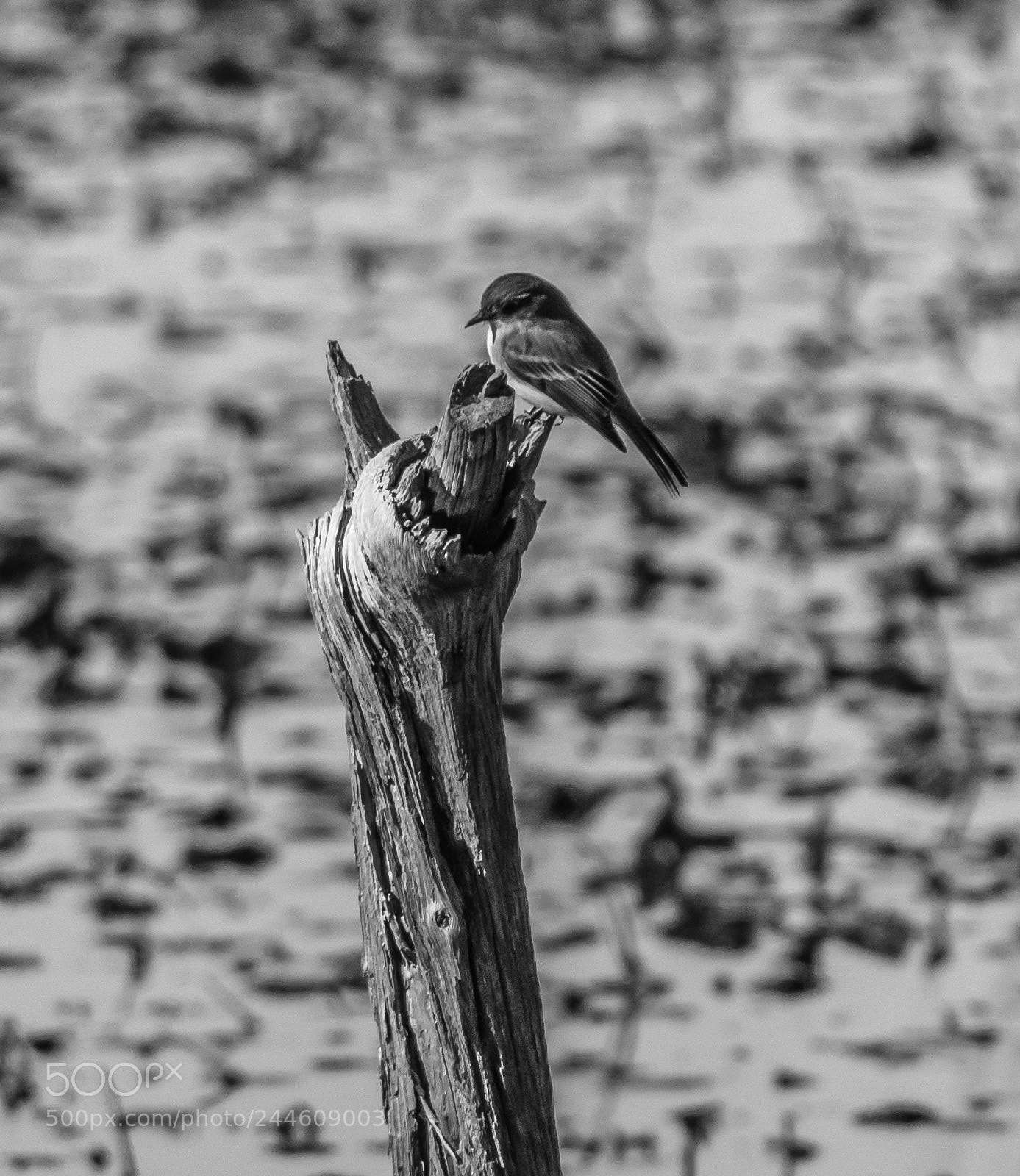 Nikon D3400 sample photo. Eastern phoebe photography