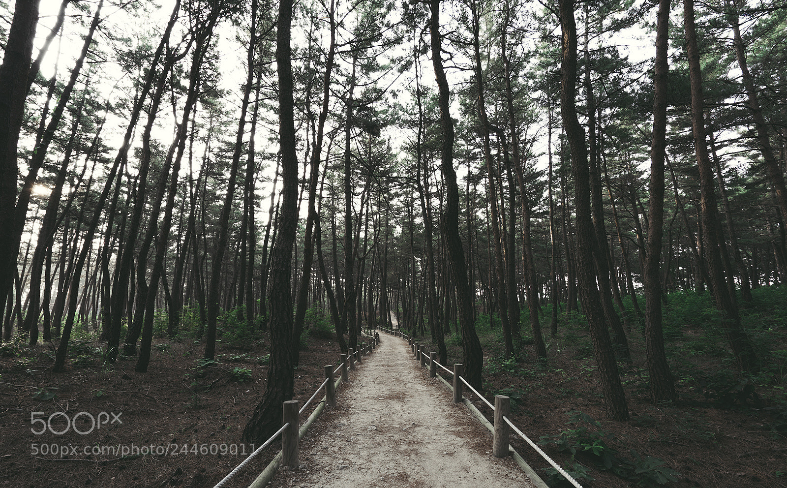Sony a7R sample photo. Pine tree road photography