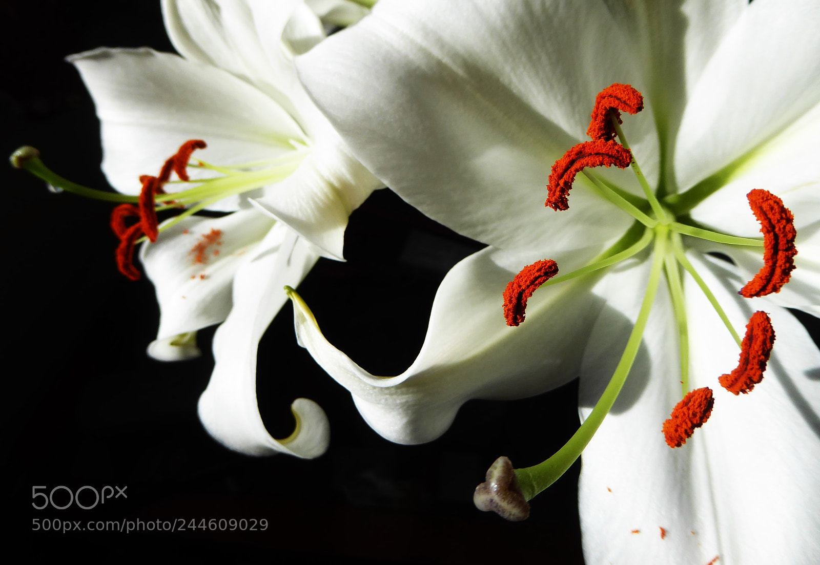 Panasonic Lumix DMC-ZS50 (Lumix DMC-TZ70) sample photo. Lily photography