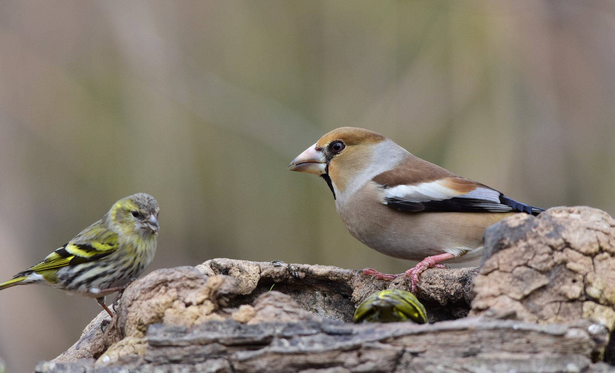 Sigma 150-500mm F5-6.3 DG OS HSM sample photo. Frosone e verzellino photography