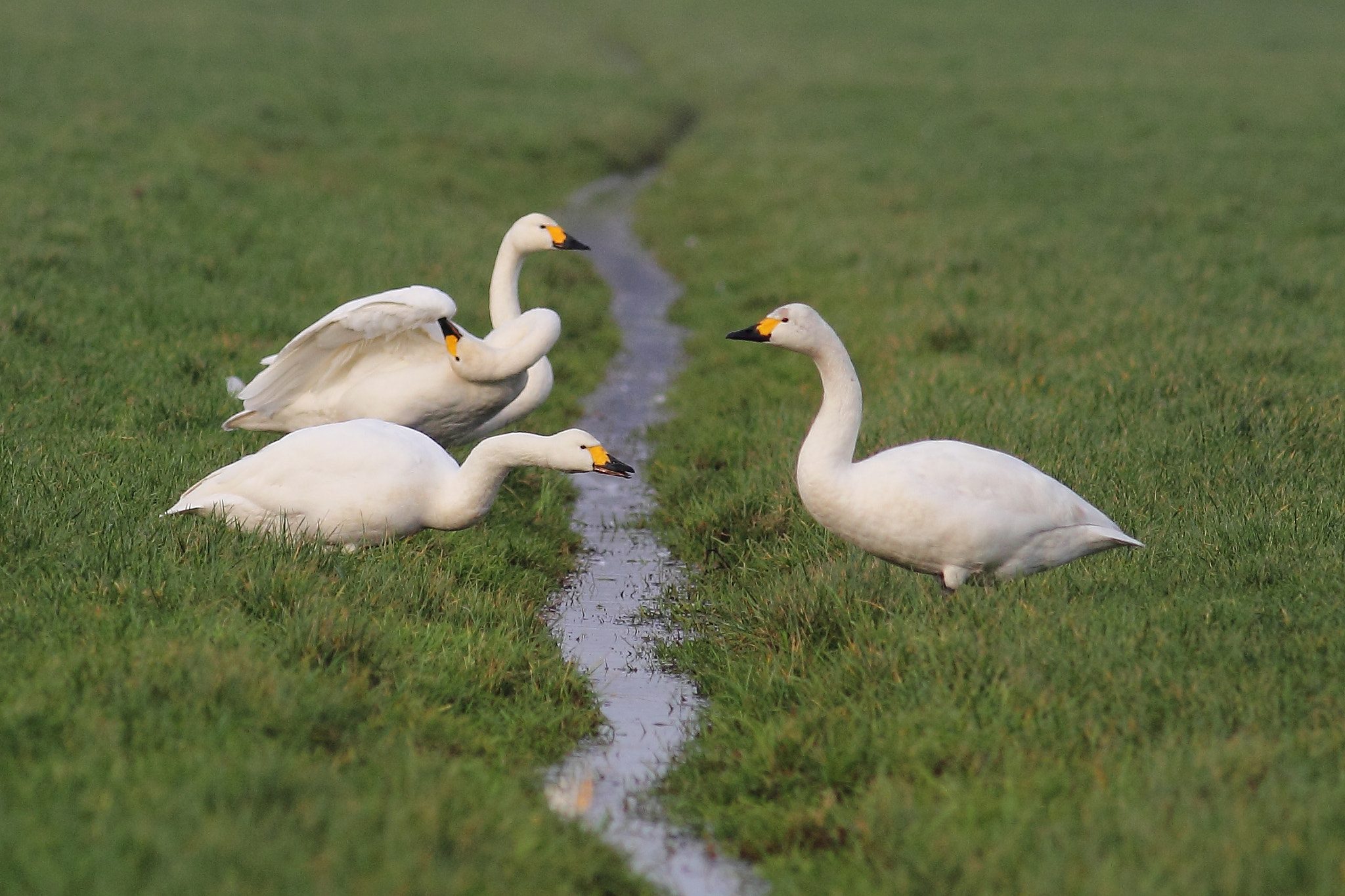 Canon EOS 60D + Canon EF 400mm F5.6L USM sample photo. Bewick's swans photography