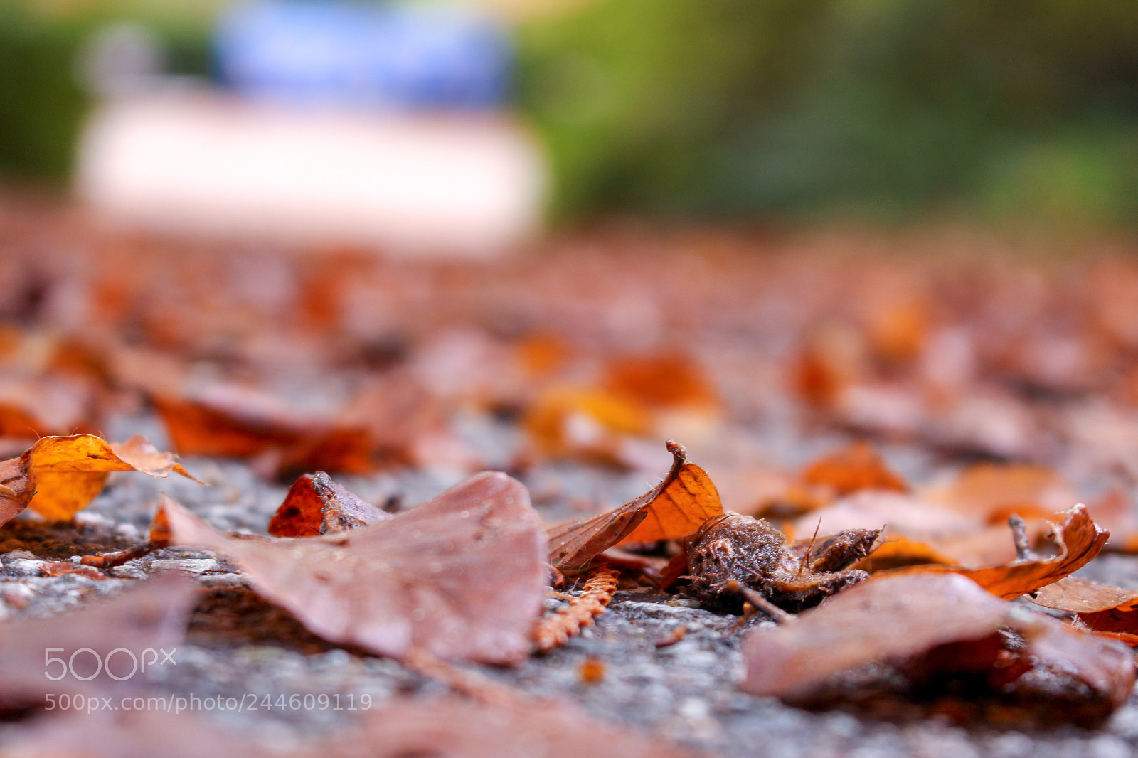 Canon EOS 700D (EOS Rebel T5i / EOS Kiss X7i) sample photo. Autumn photography
