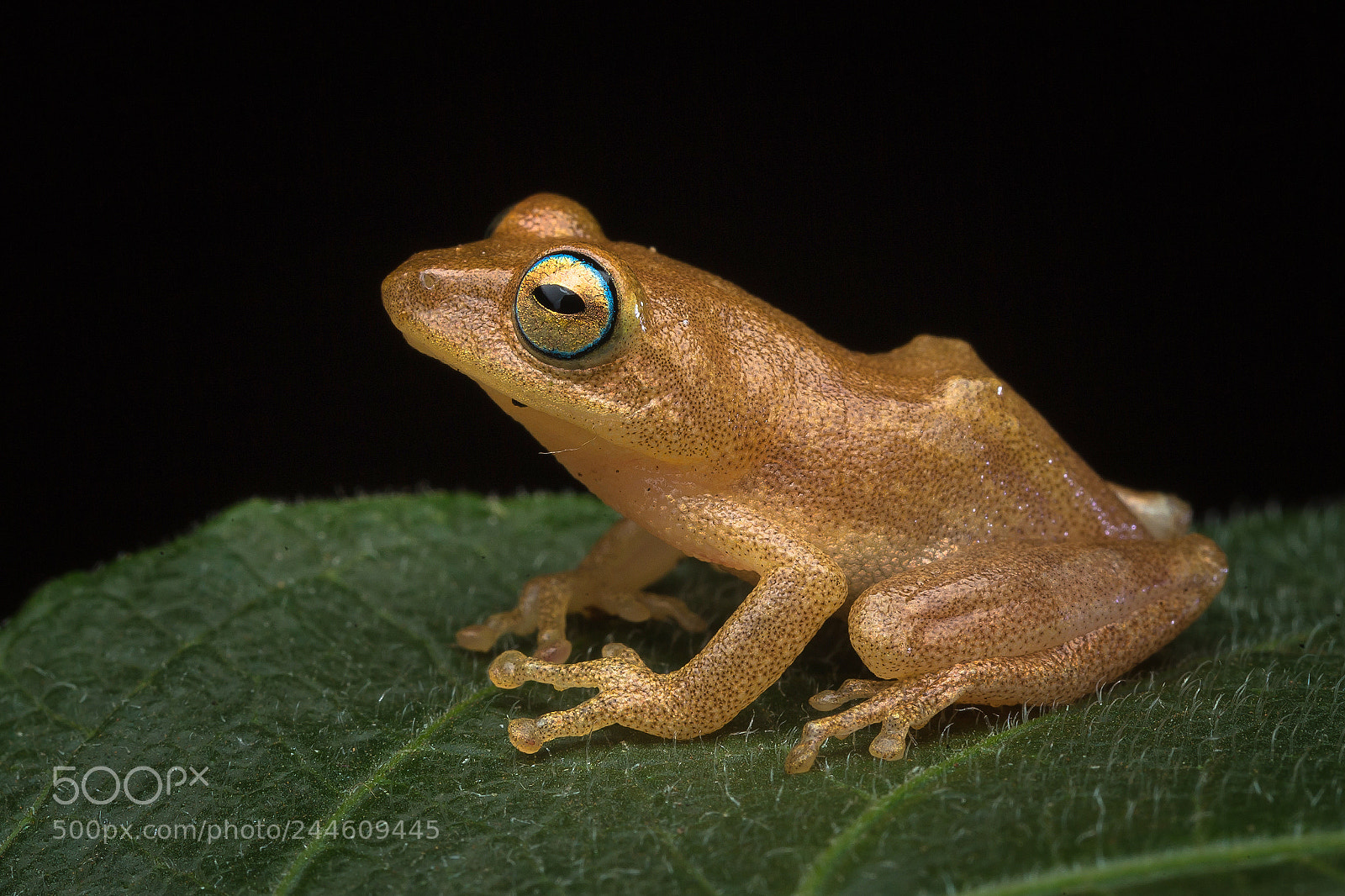 Canon EOS-1D X sample photo. Blue eyed bush frog photography