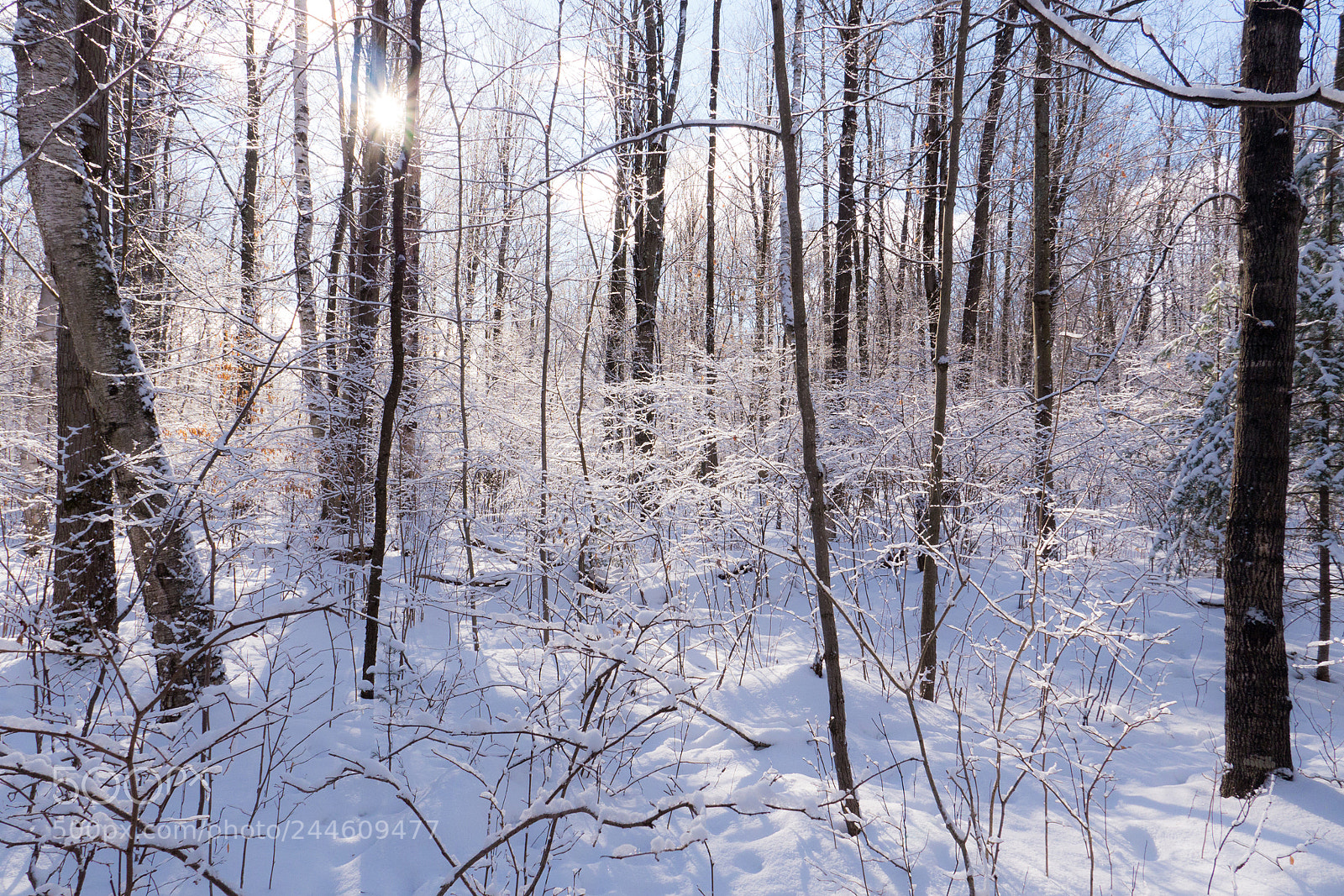 Panasonic Lumix DMC-GH3 sample photo. 6 degrees of winter love photography