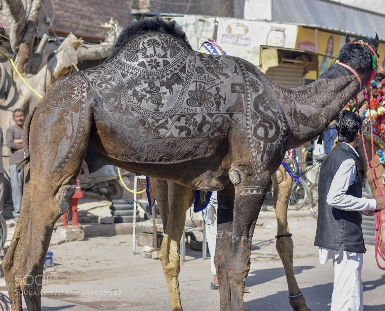 Nikon D3400 sample photo. Designer camel photography