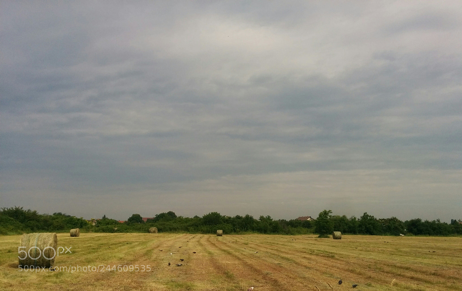 LG Nexus 5 sample photo. Yellow day photography