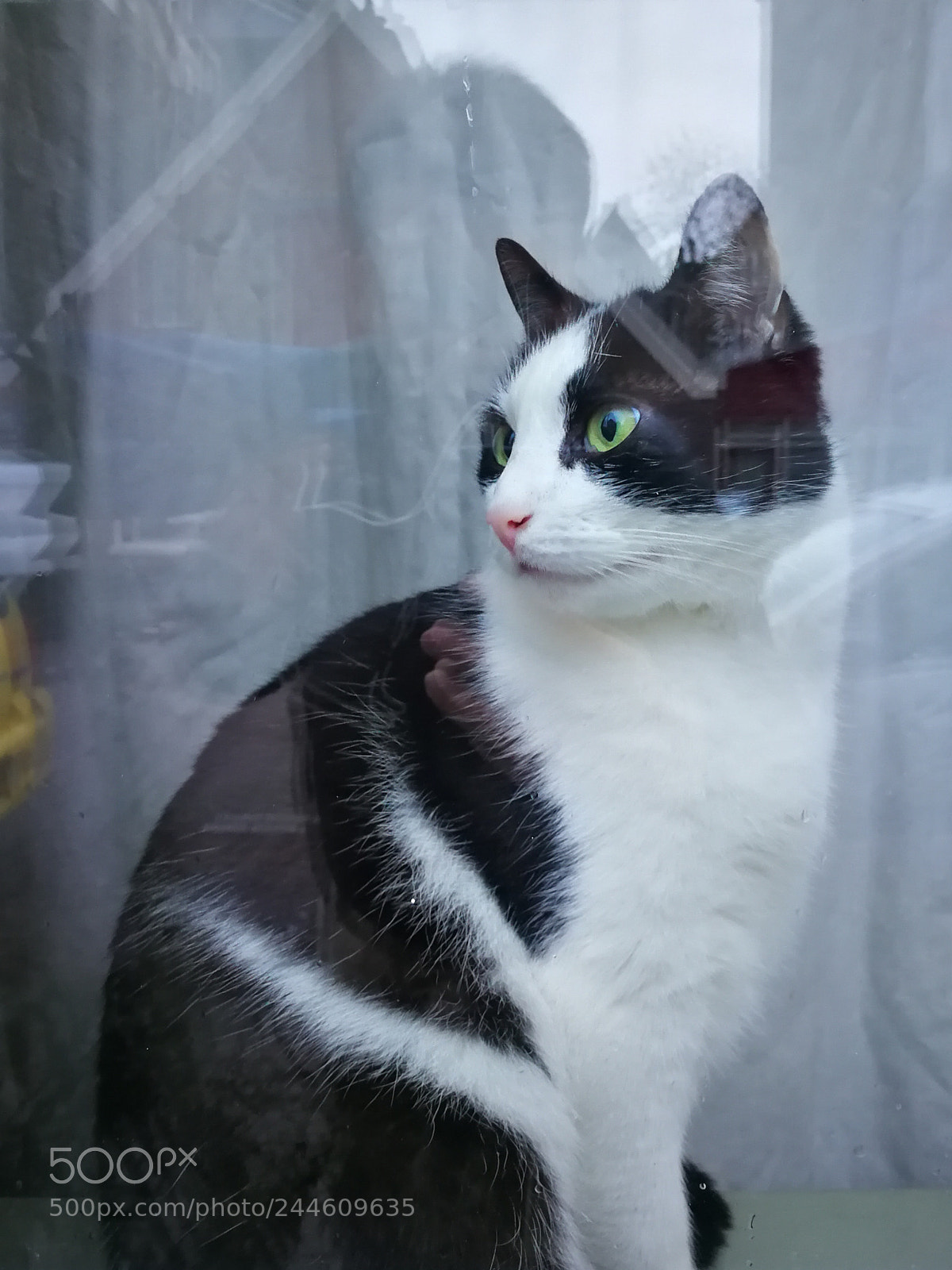 HUAWEI Mate 9 sample photo. Window cat photography