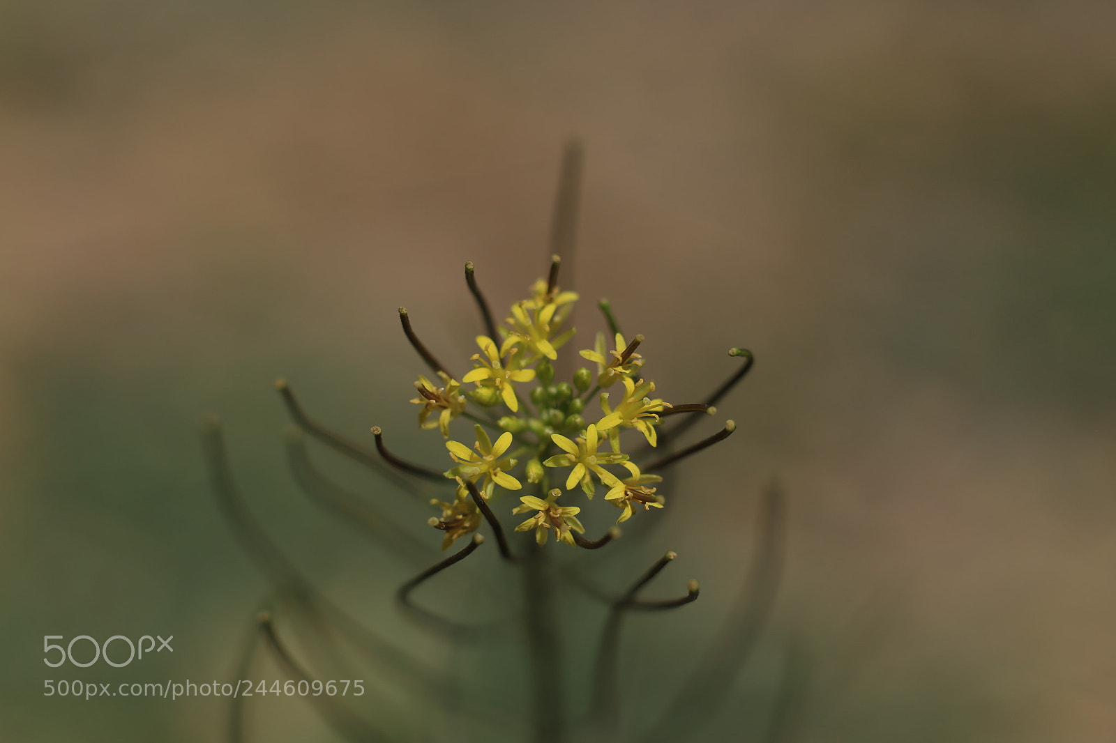 Canon EOS 6D + Canon EF 50mm F1.8 II sample photo. Flowers photography