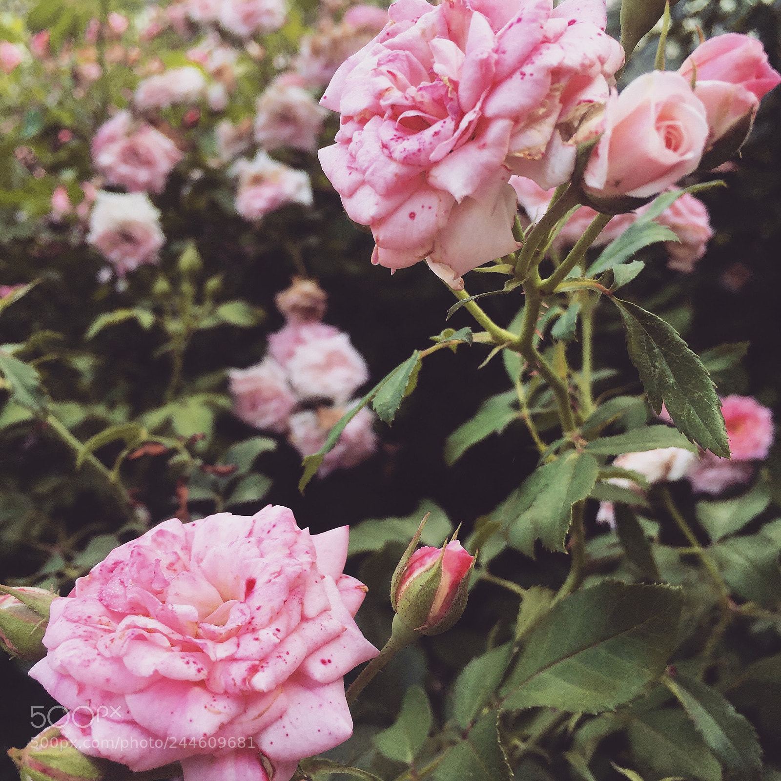 Apple iPhone 6 sample photo. Speckled roses photography
