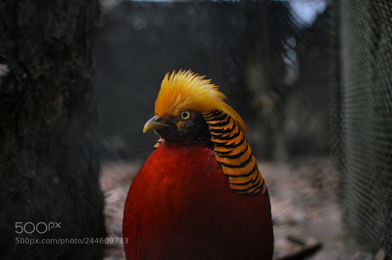 Nikon D3200 sample photo. The stare photography