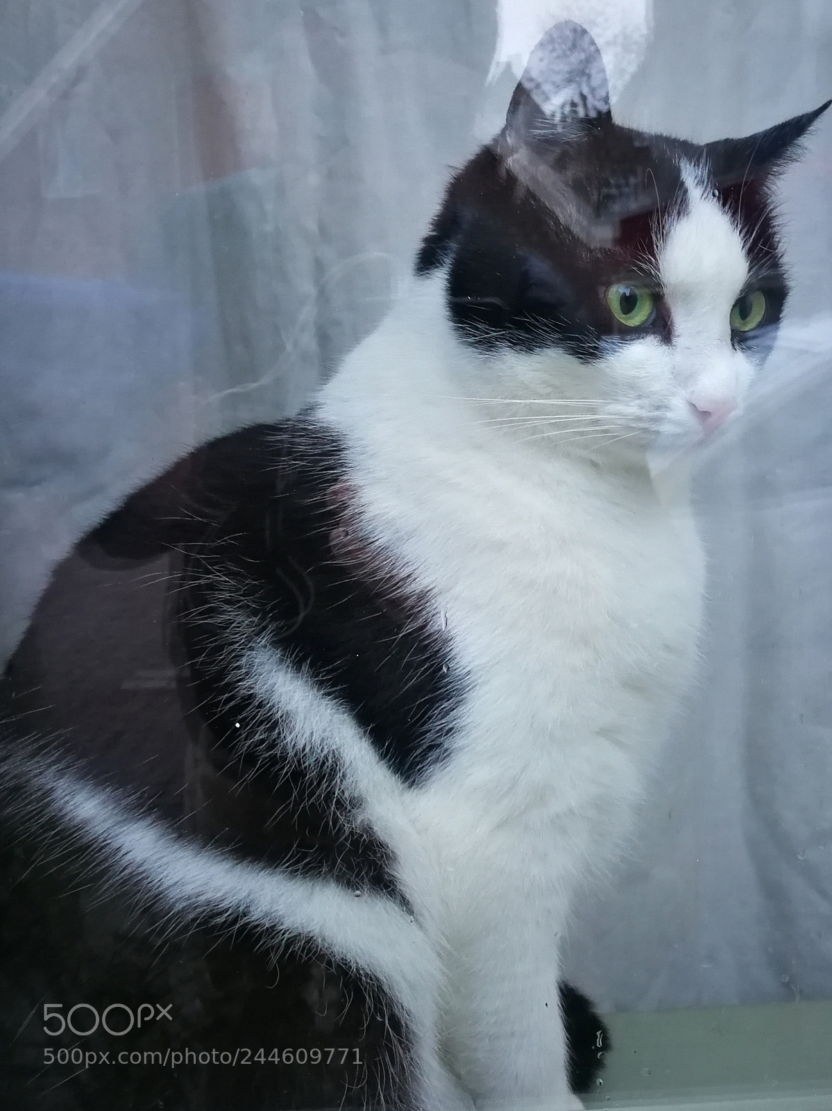 HUAWEI Mate 9 sample photo. Window cat photography