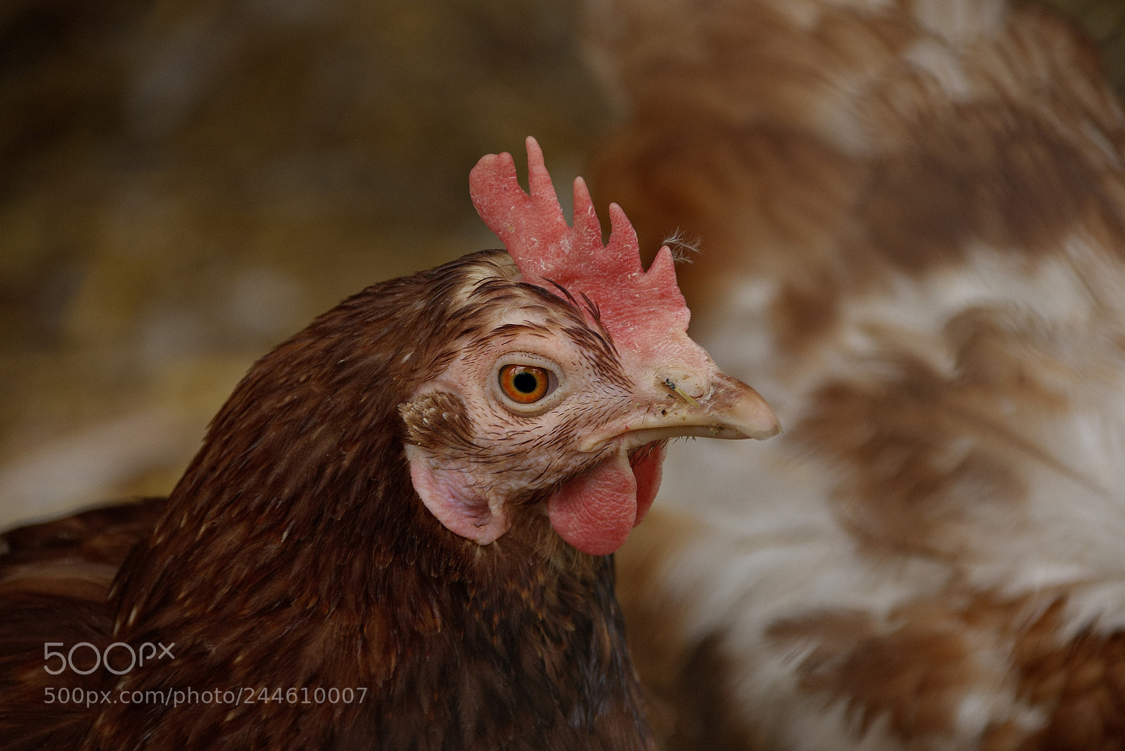 Nikon D7200 sample photo. Chicken 1 ? photography