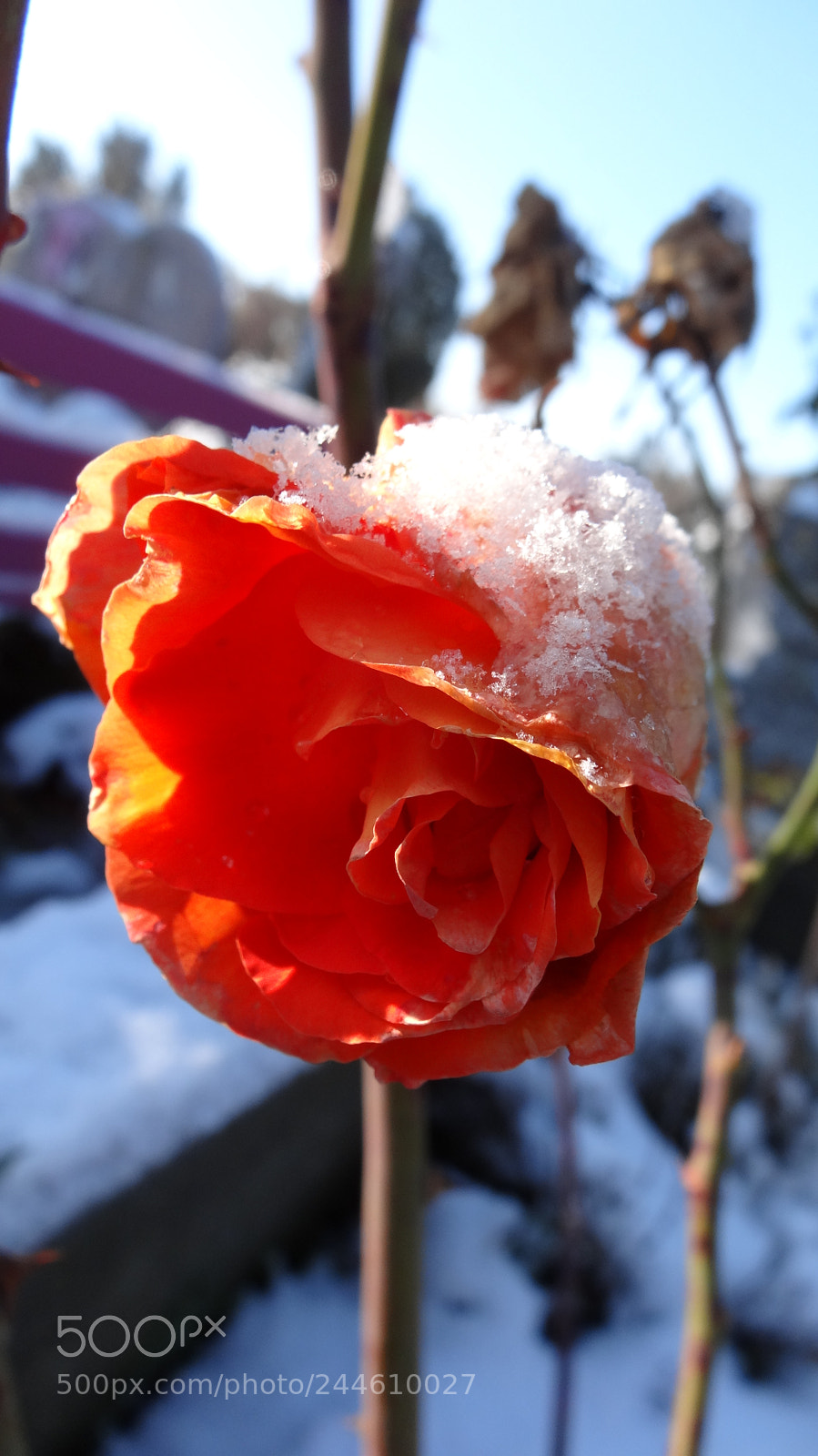 Sony Cyber-shot DSC-HX20V sample photo. Tis the last rose photography