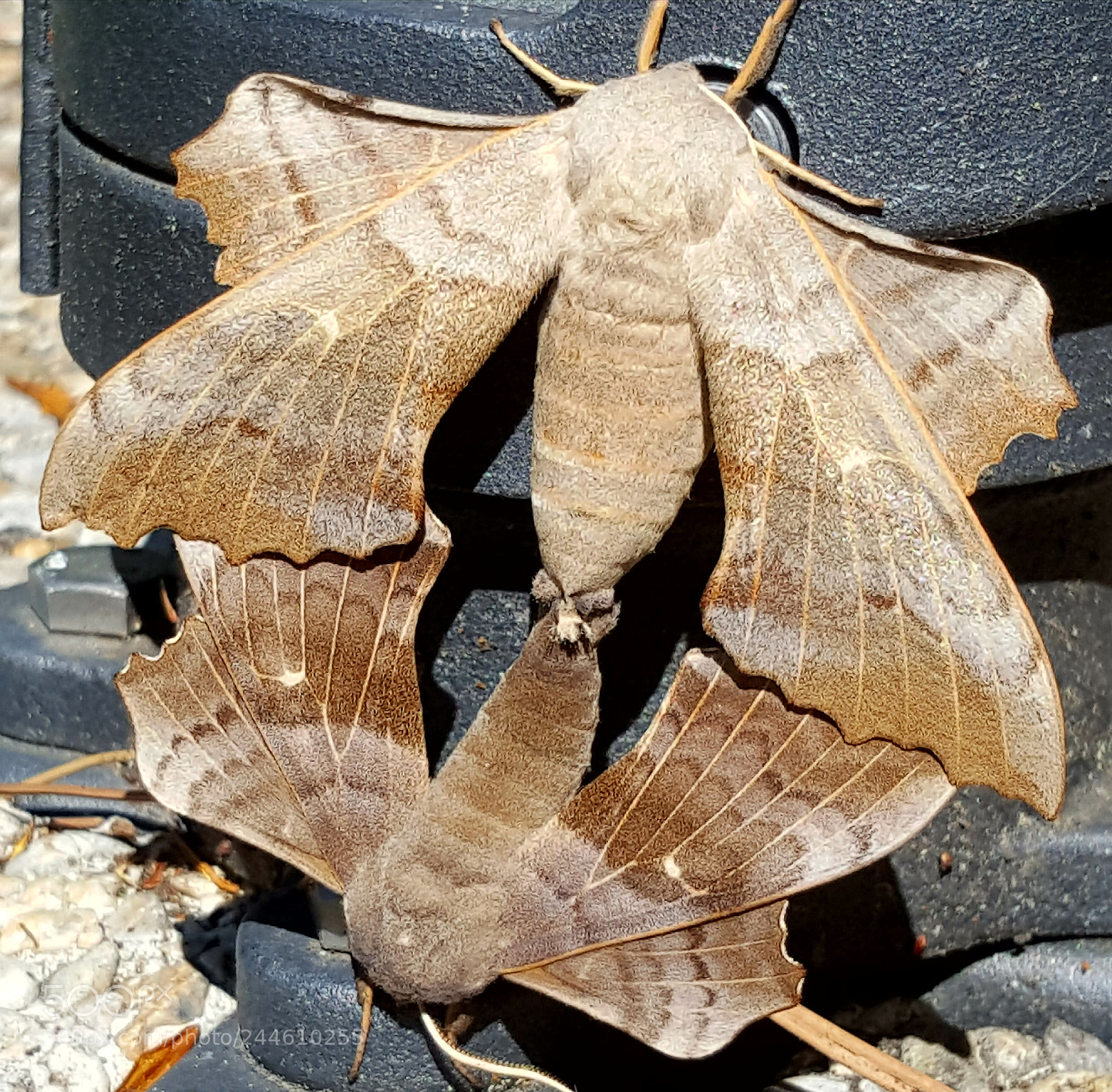 Samsung Galaxy S6 sample photo. Butterfly 2 photography