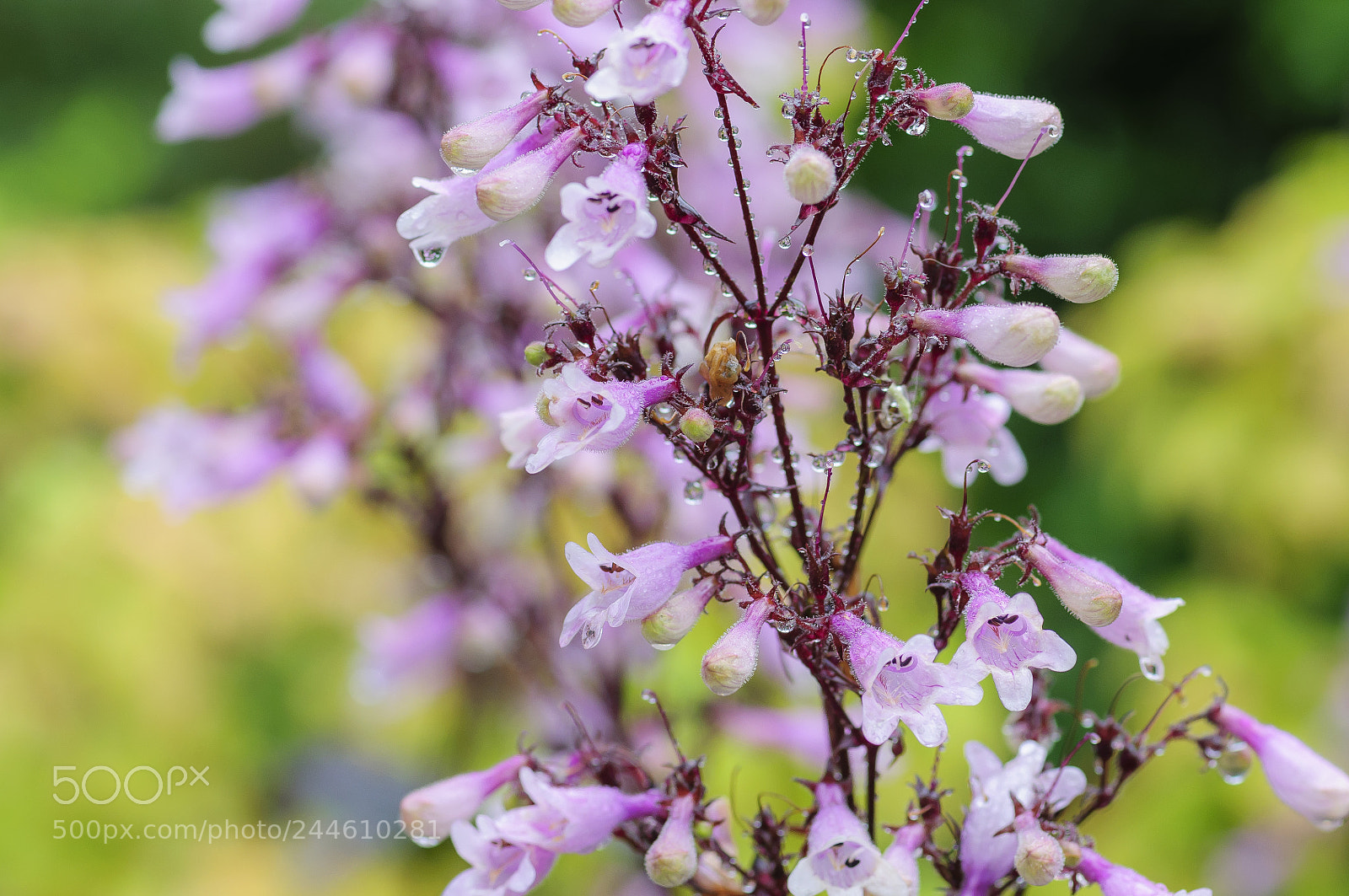 Nikon D90 sample photo. Wild beauties photography