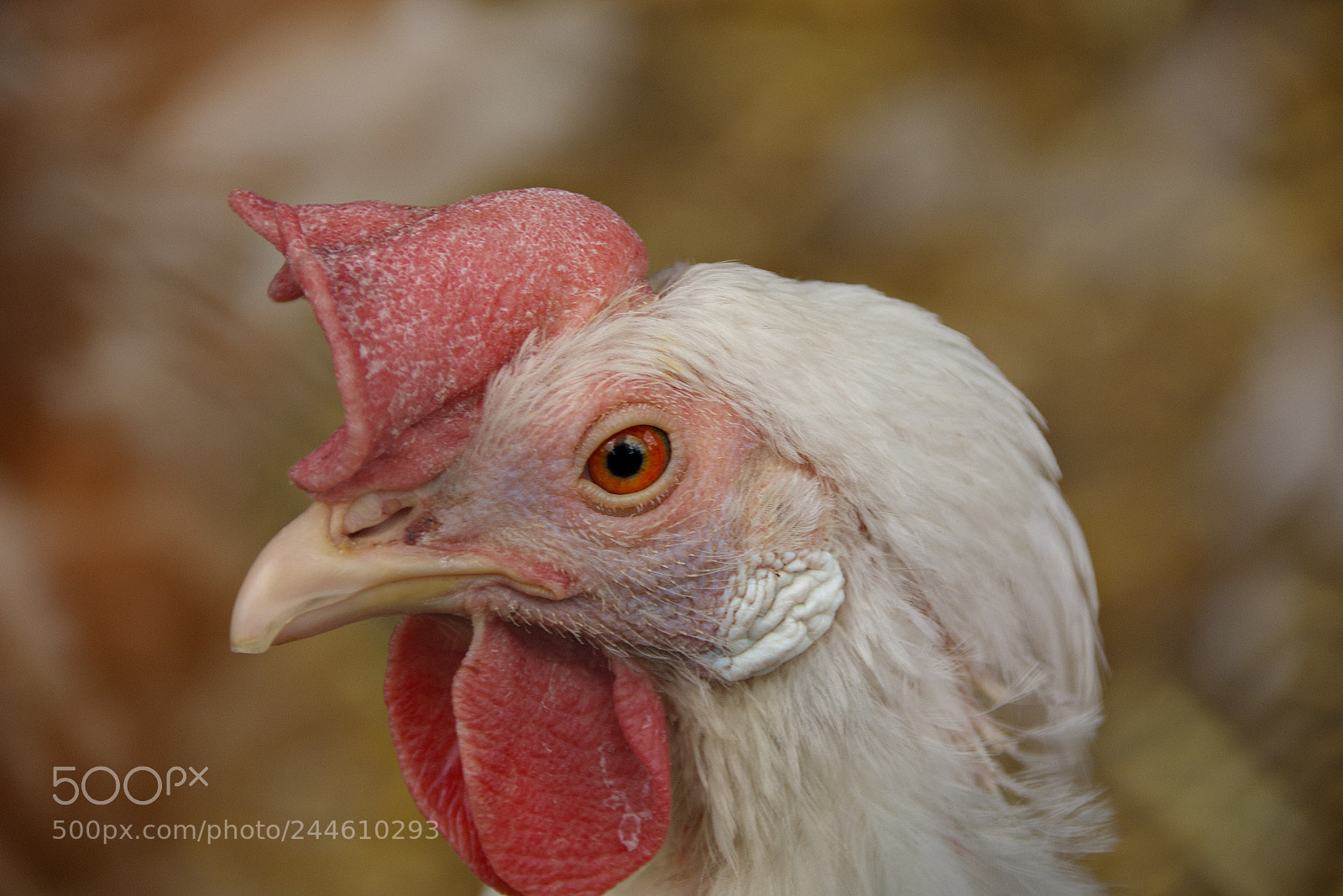 Nikon D7200 sample photo. Chicken photography