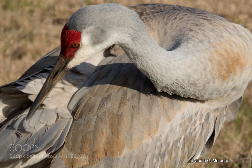 Sony Cyber-shot DSC-RX10 III sample photo. Grooming sandhill crane photography