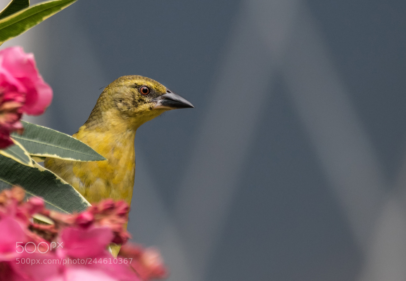 Canon EOS 7D Mark II sample photo. Looking on... photography