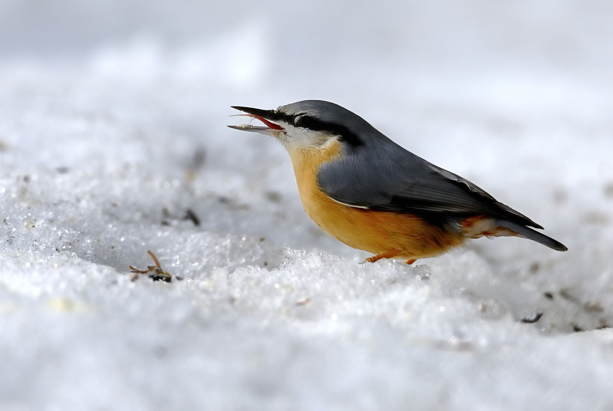 Nikon D700 + Tamron SP 150-600mm F5-6.3 Di VC USD sample photo. Nuthatch photography