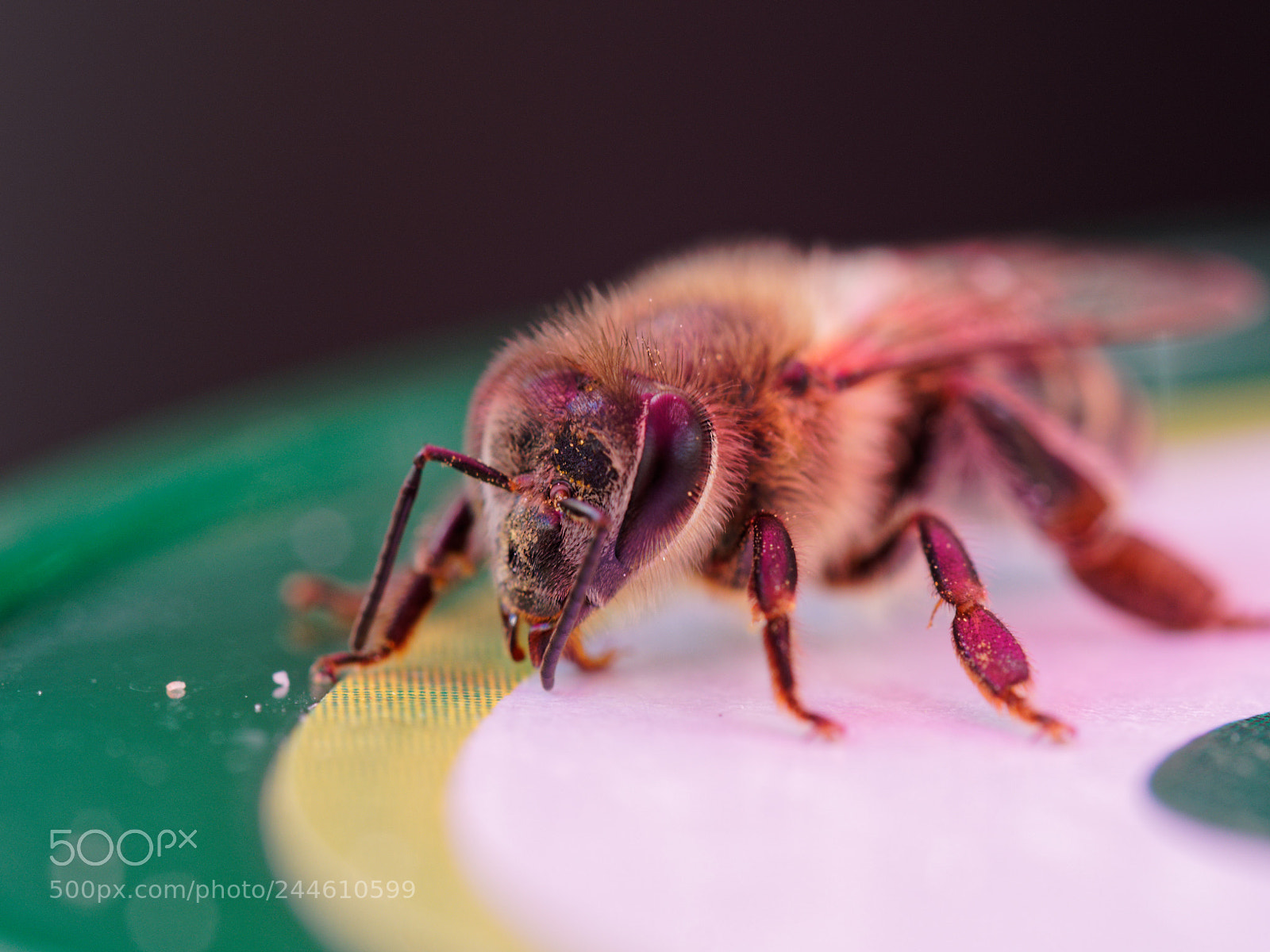Olympus OM-D E-M10 II sample photo. Abeille photography