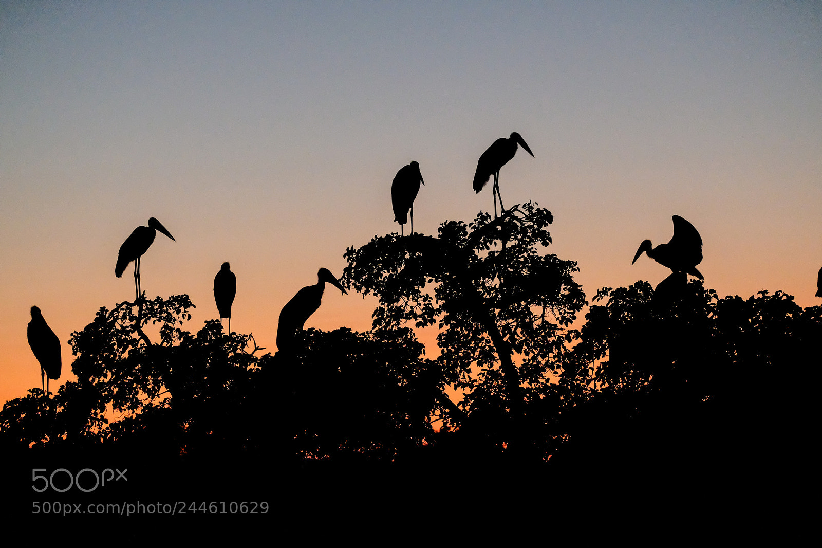 Fujifilm X-T2 sample photo. Marabous after sunset photography