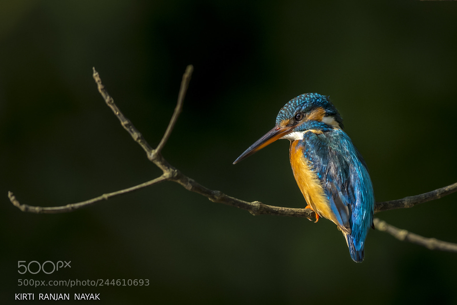 Canon EOS-1D X Mark II sample photo. Common kingfisher photography