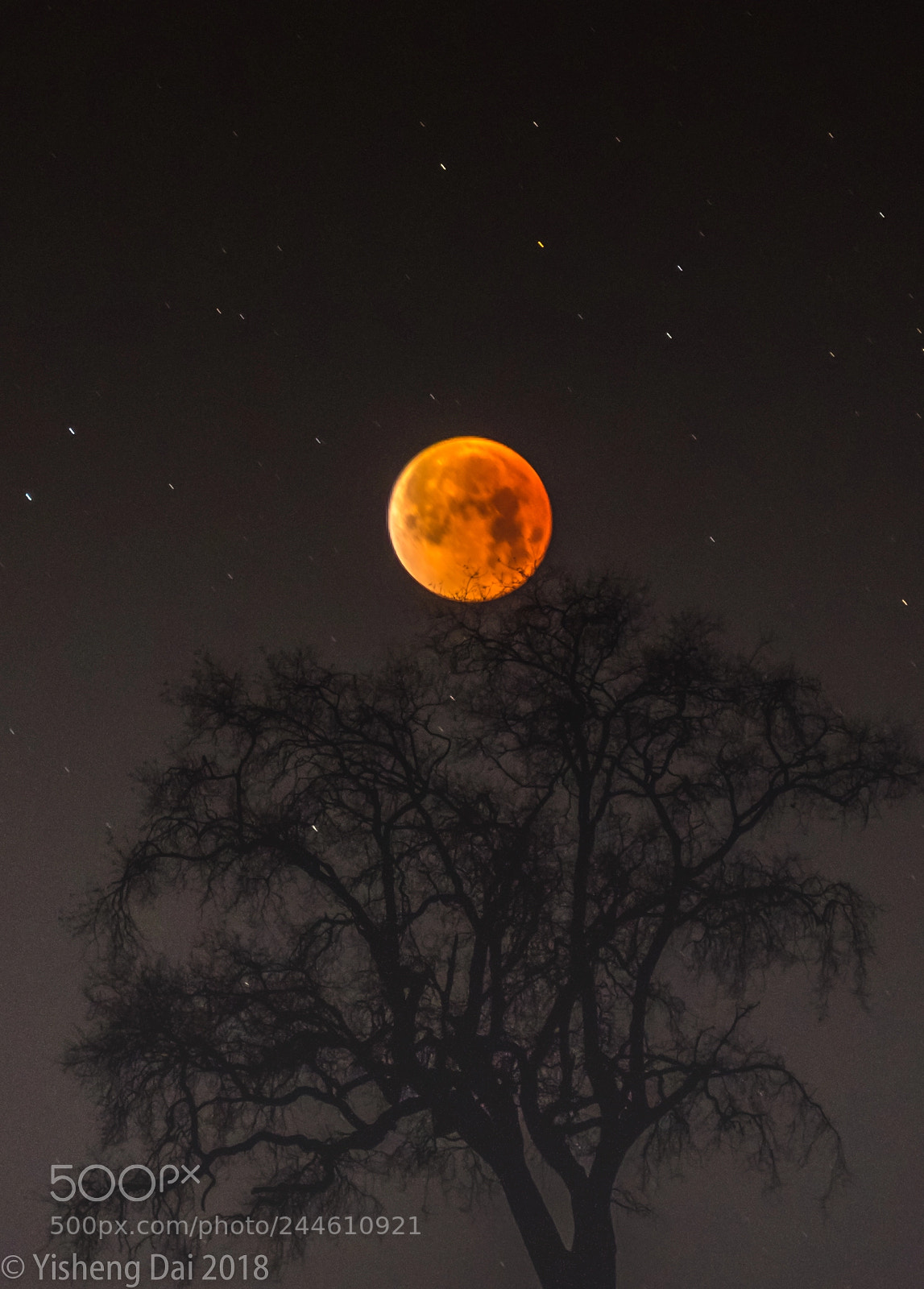 Olympus OM-D E-M1 sample photo. Blood moon meets lonely photography