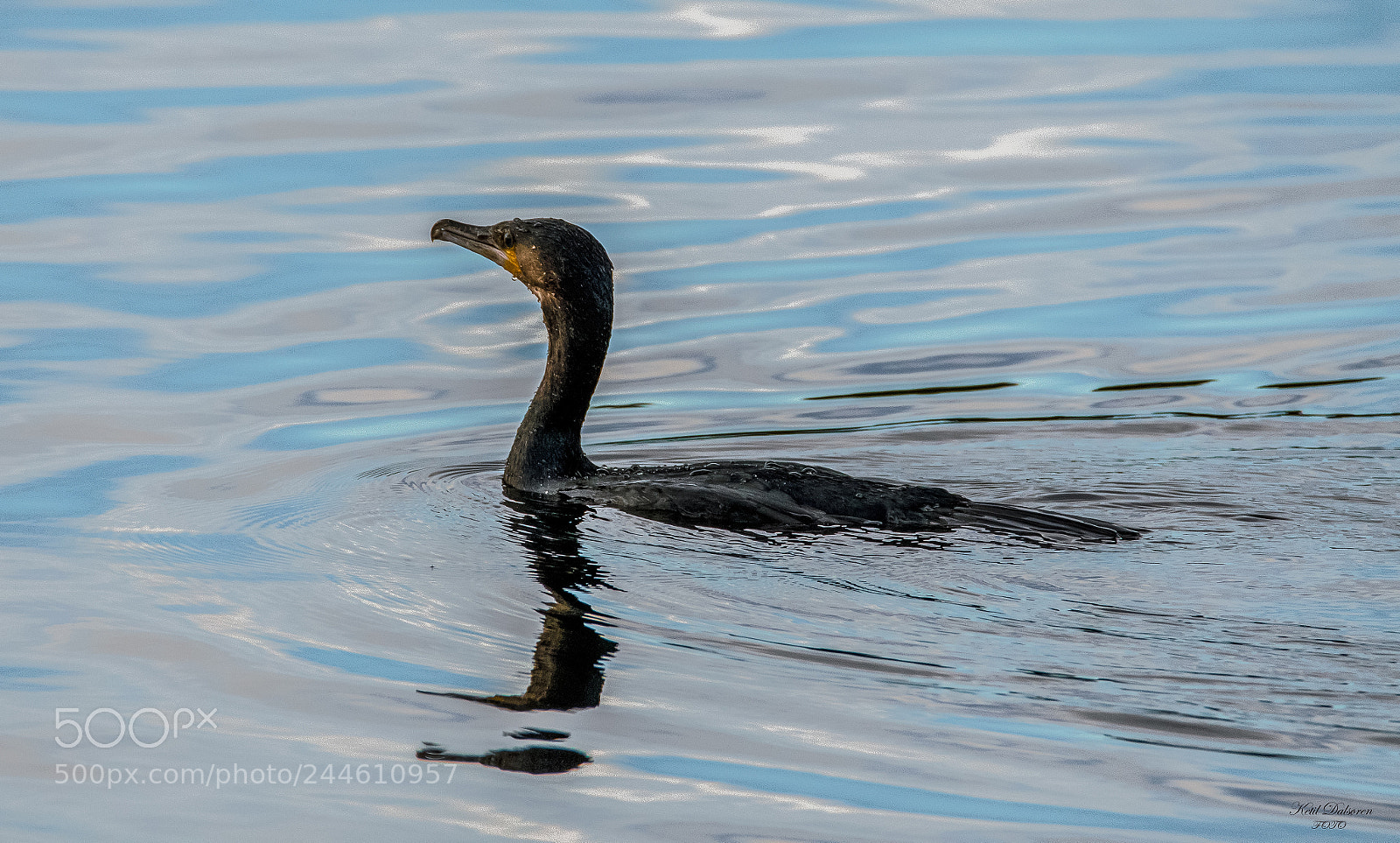 Nikon D500 sample photo. Cormorants photography