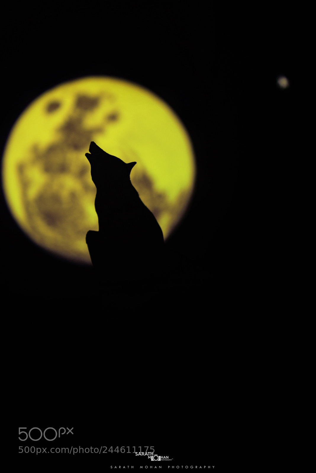 Nikon D810 sample photo. Wolf of the hill photography