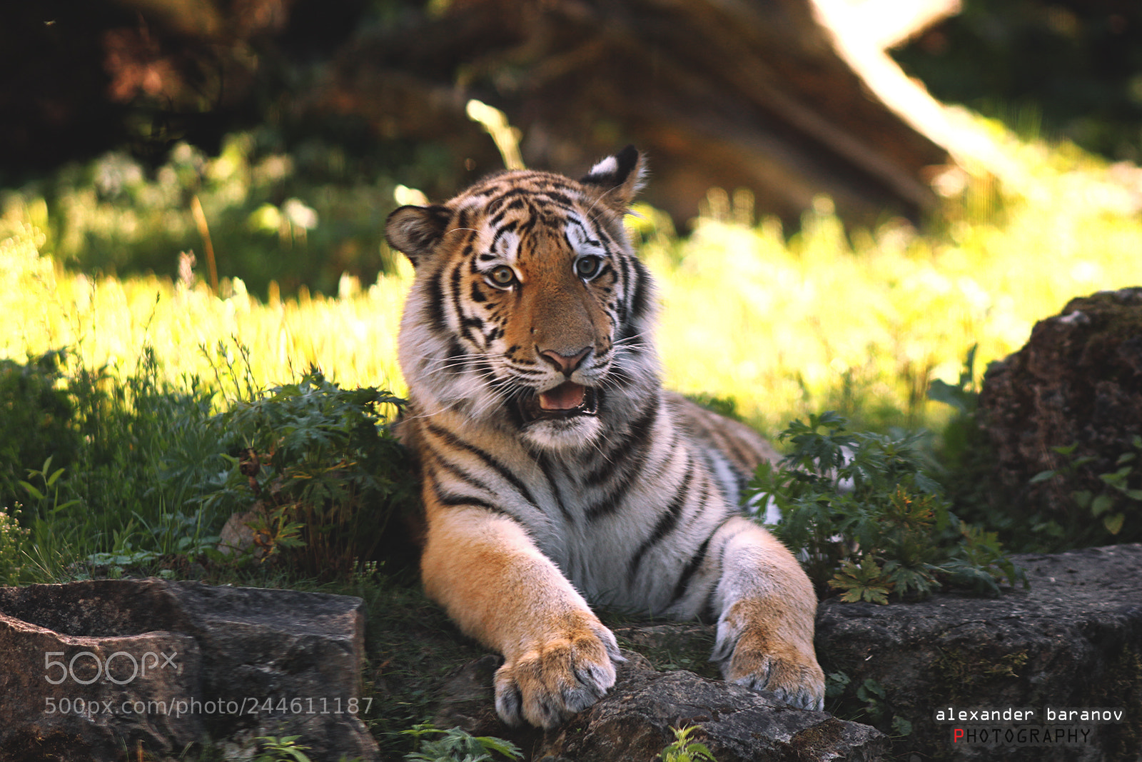 Canon EOS 60D sample photo. Tiger the king i photography