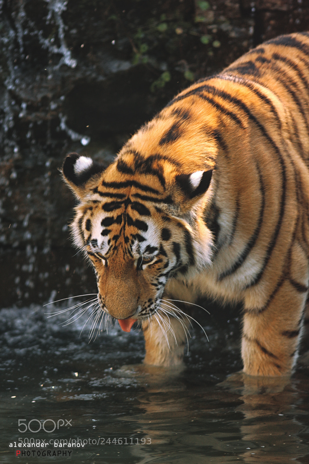 Canon EOS 60D sample photo. Tiger the king ii photography