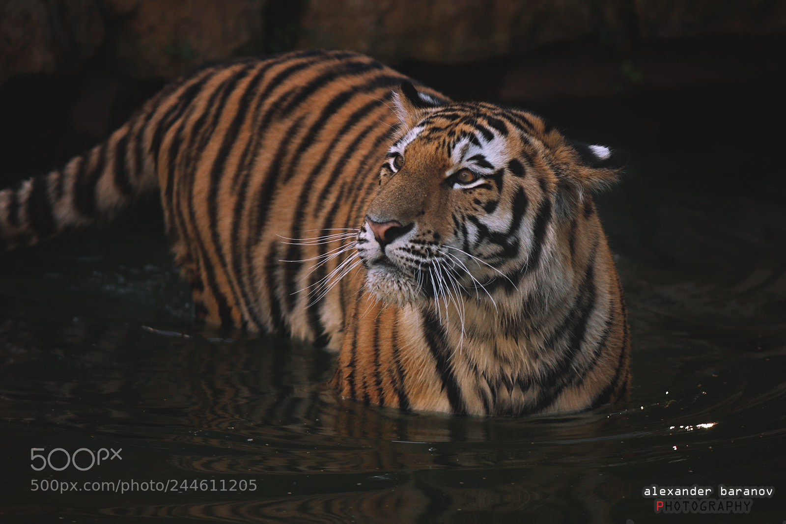 Canon EOS 60D sample photo. Tiger the king iii photography