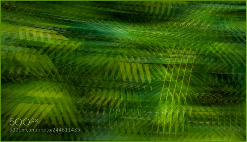 Nikon D300S sample photo. Bamboo photography