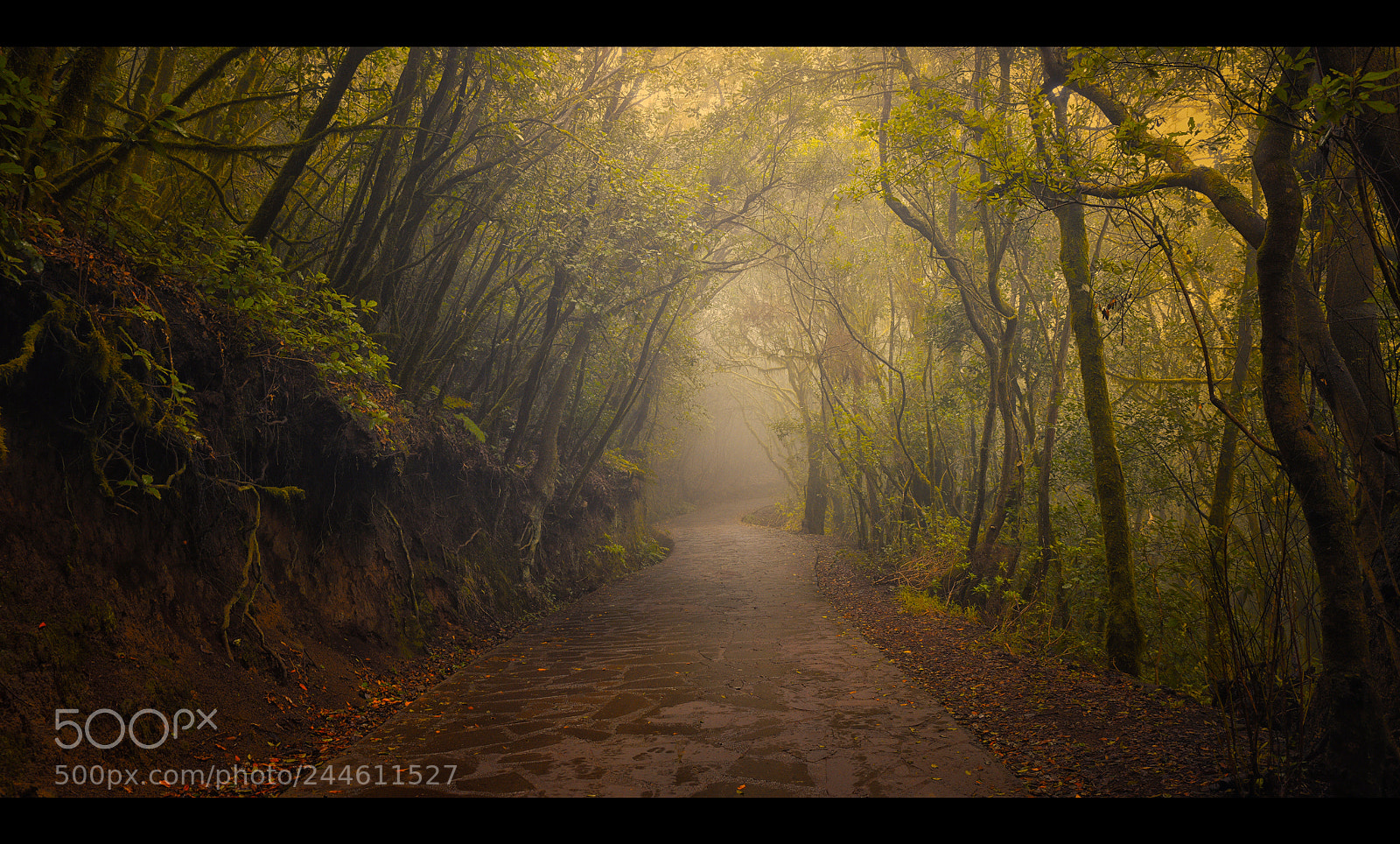 Nikon D810 sample photo. Garajonay nationalpark, la gomera... photography