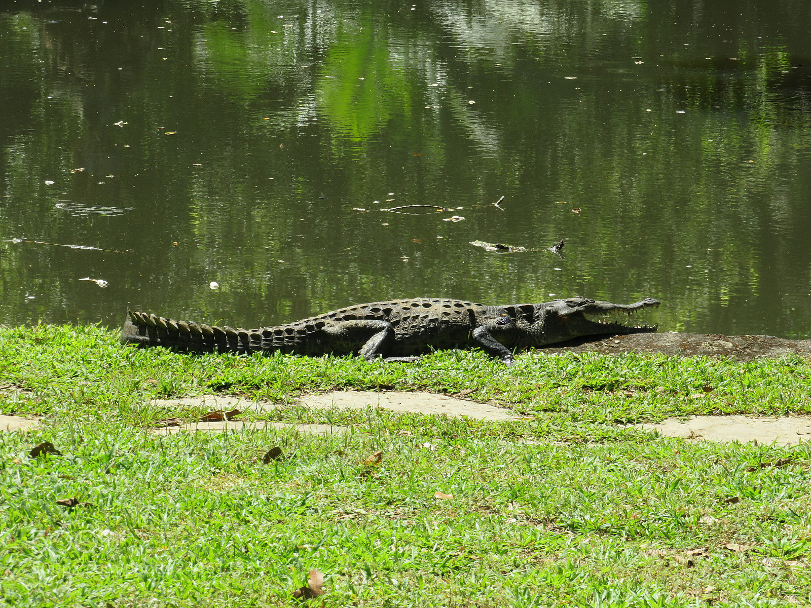 Canon PowerShot SX540 HS sample photo. Patience.. photography