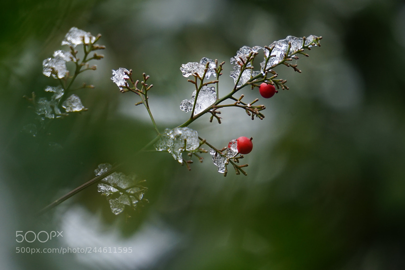 Sony a7 II sample photo. Untitled photography