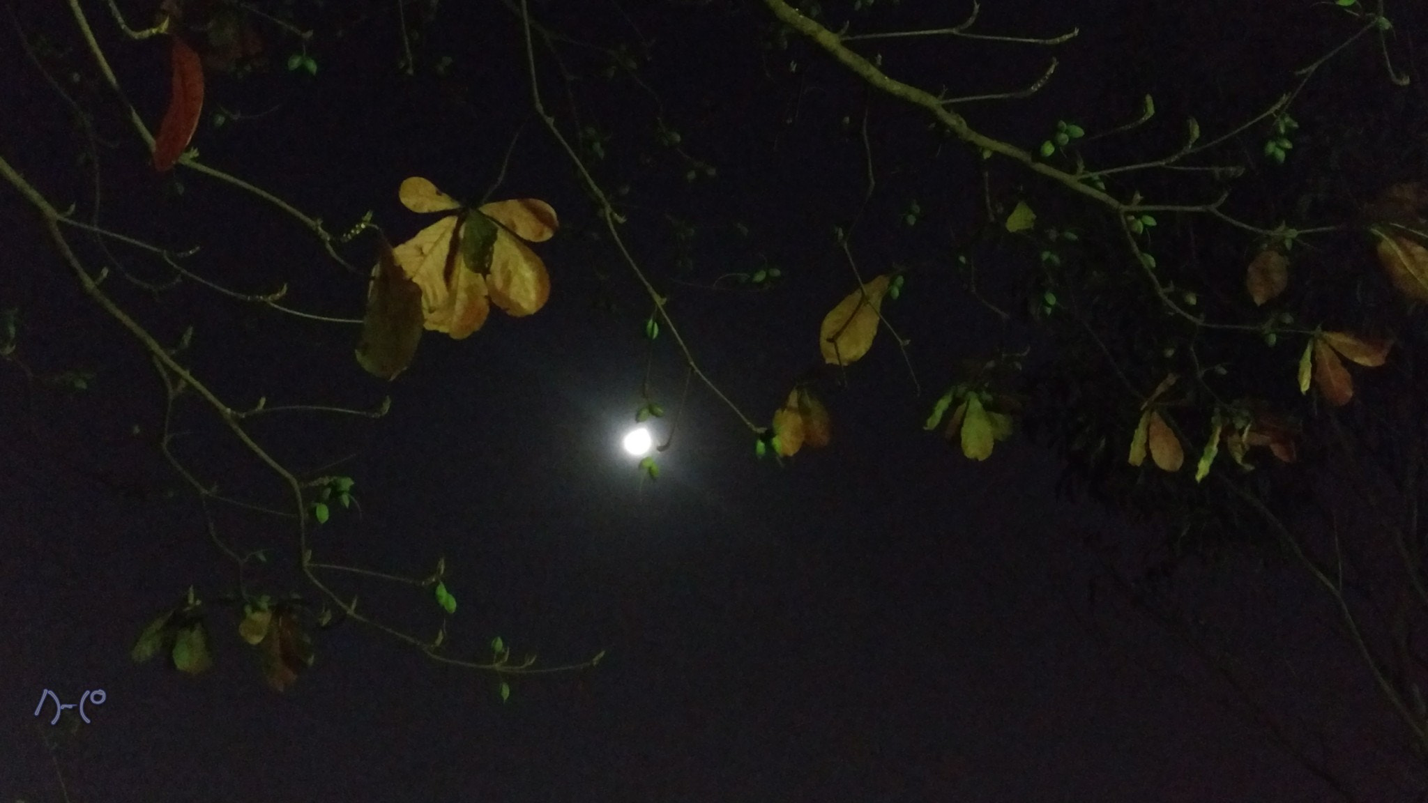 Motorola Moto X Style sample photo. Moonlight photography