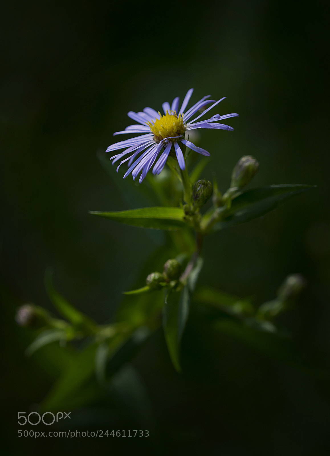 Nikon D7100 sample photo. Late bloomer photography