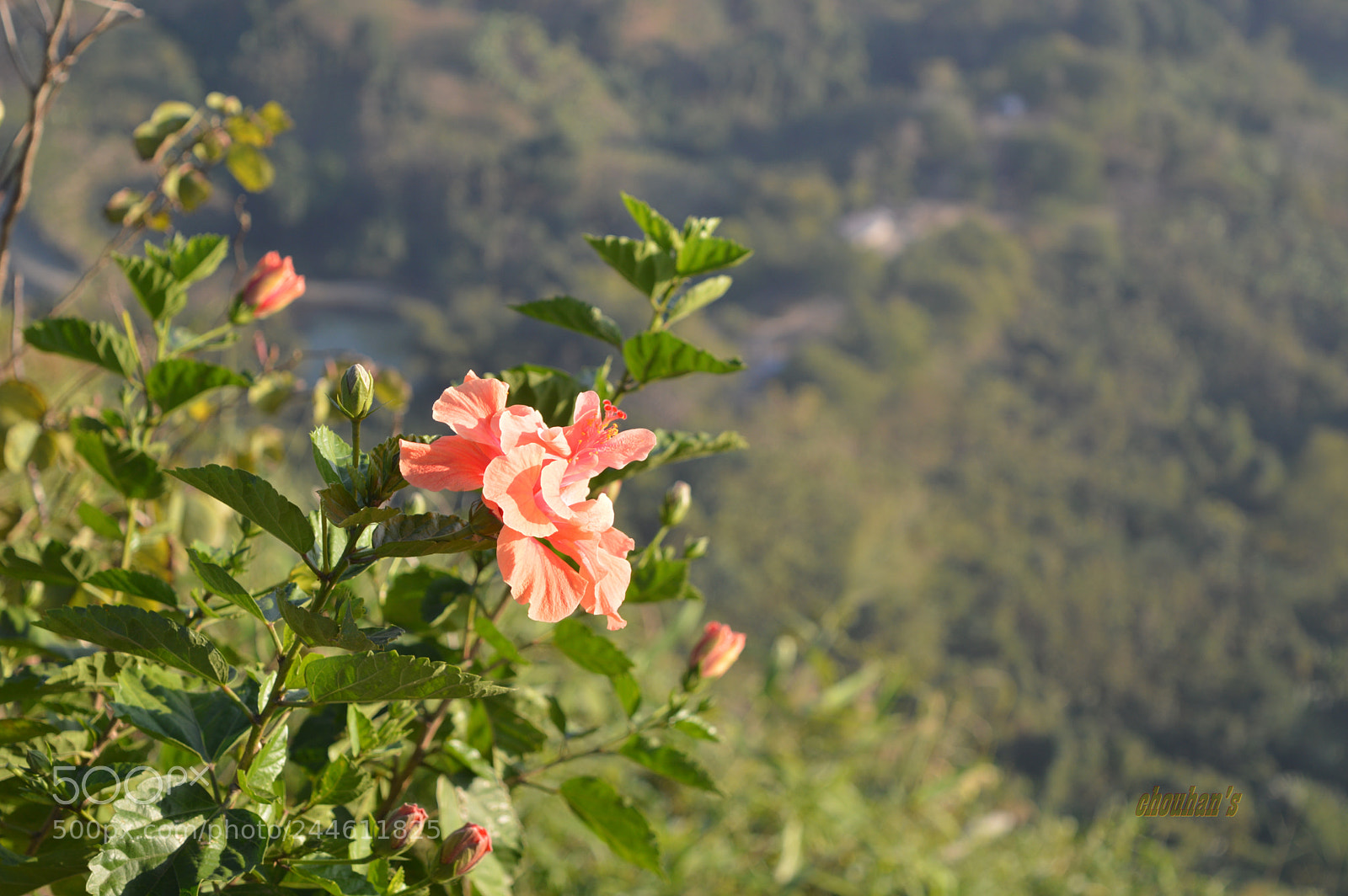 Nikon D3200 sample photo. Wildflower, nilachol, bandorban, bangladesh. photography