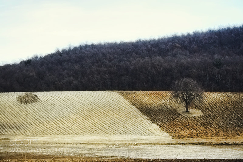 Canon EOS 30D sample photo. Mg photography