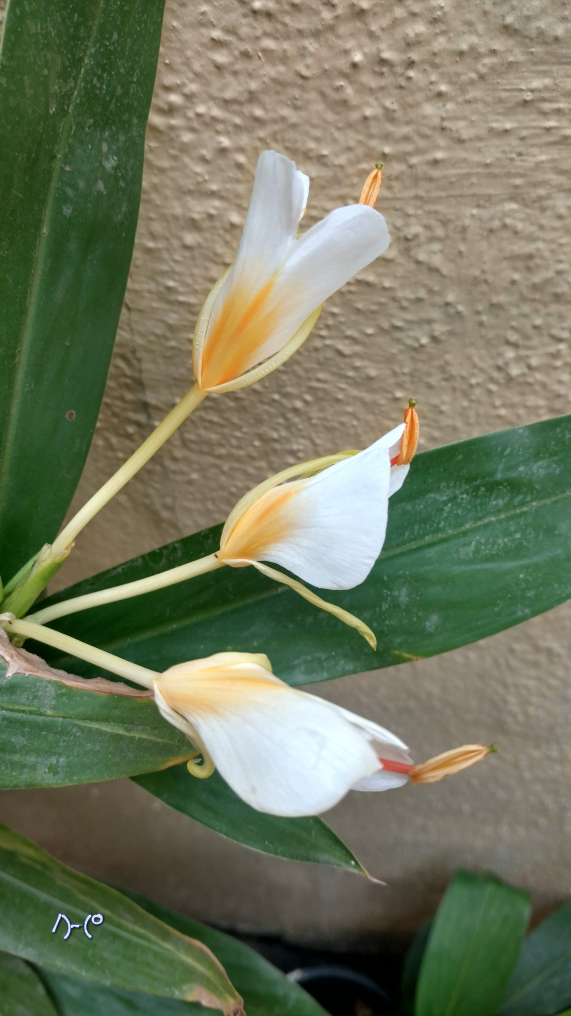 Motorola Moto X Style sample photo. Butterfly lily buds photography