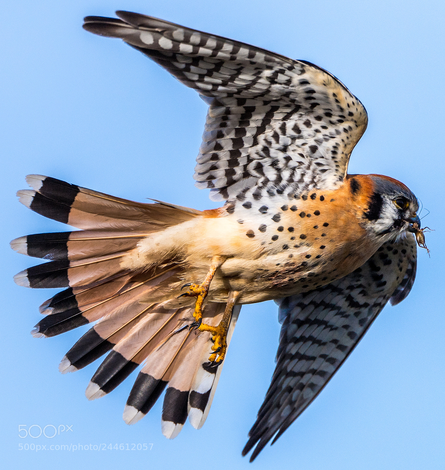 Nikon D5 sample photo. American kestrel with prey photography