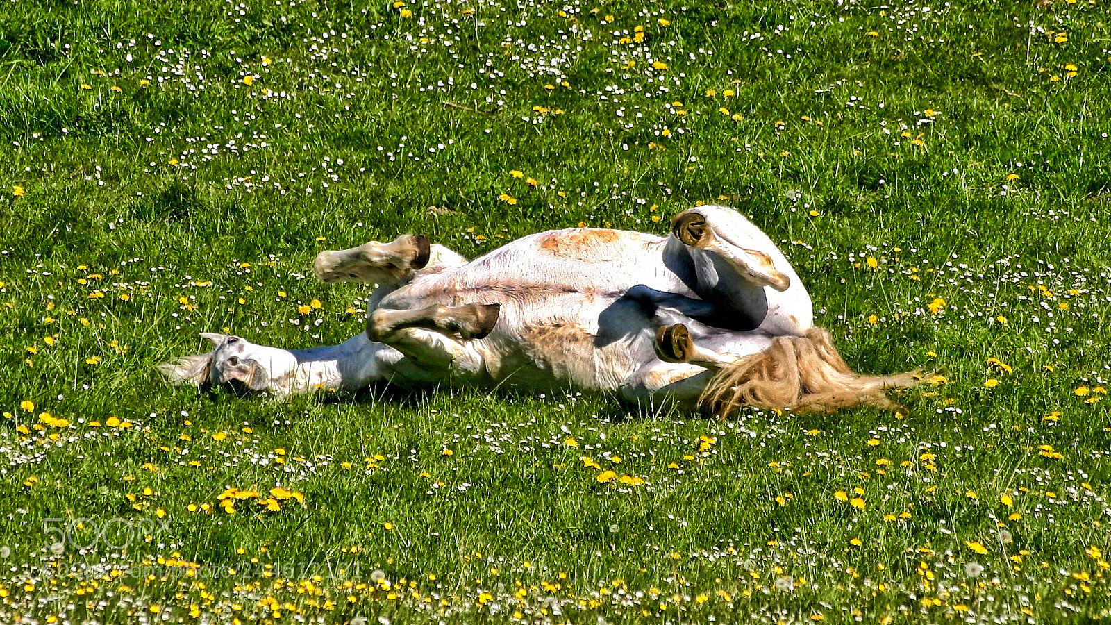 Canon EOS 300D (EOS Digital Rebel / EOS Kiss Digital) sample photo. Mise à l'herbe photography