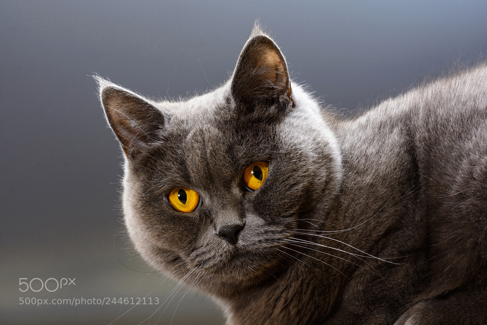 Nikon D7100 sample photo. British shorthair cat photography