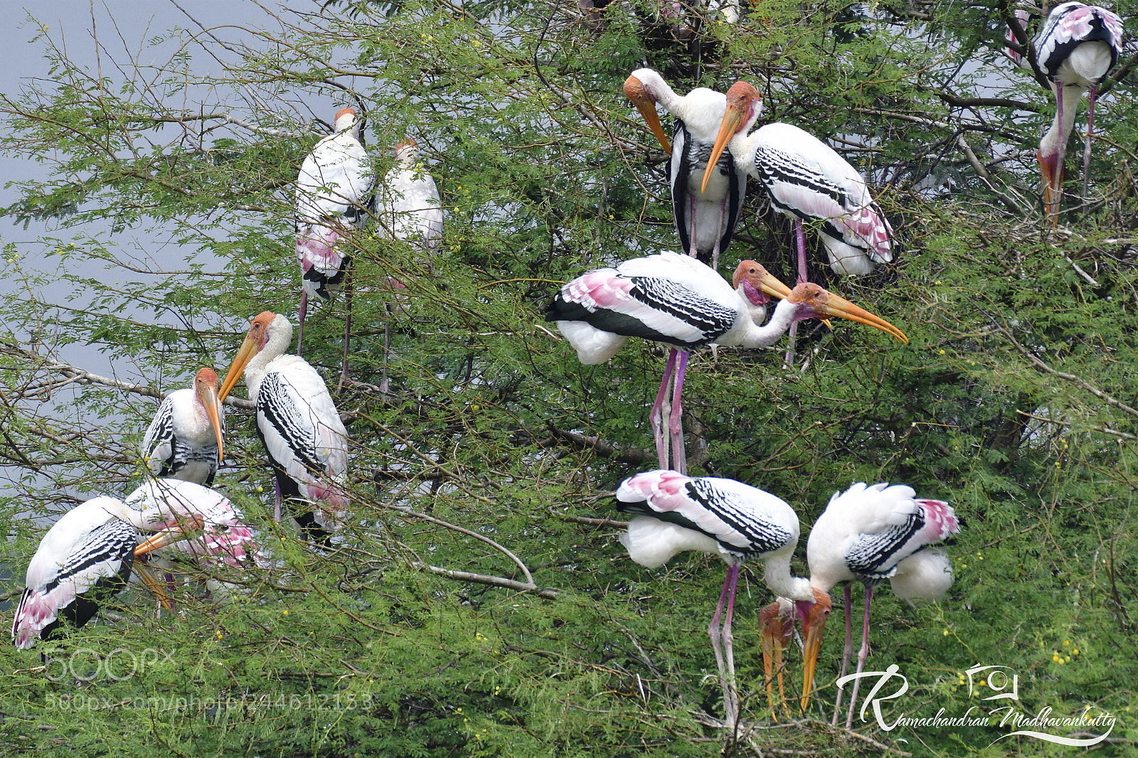 Nikon D500 sample photo. Painted storks perching on photography