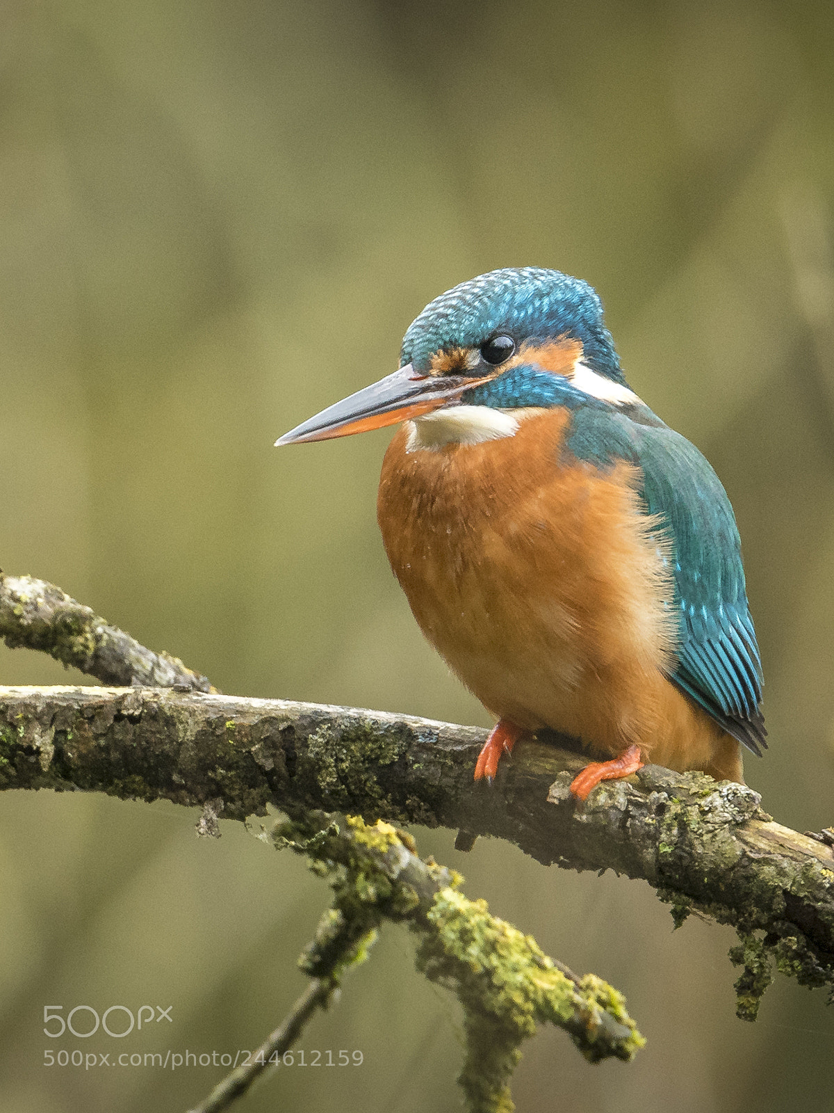 Nikon D500 sample photo. Female kingfisher photography