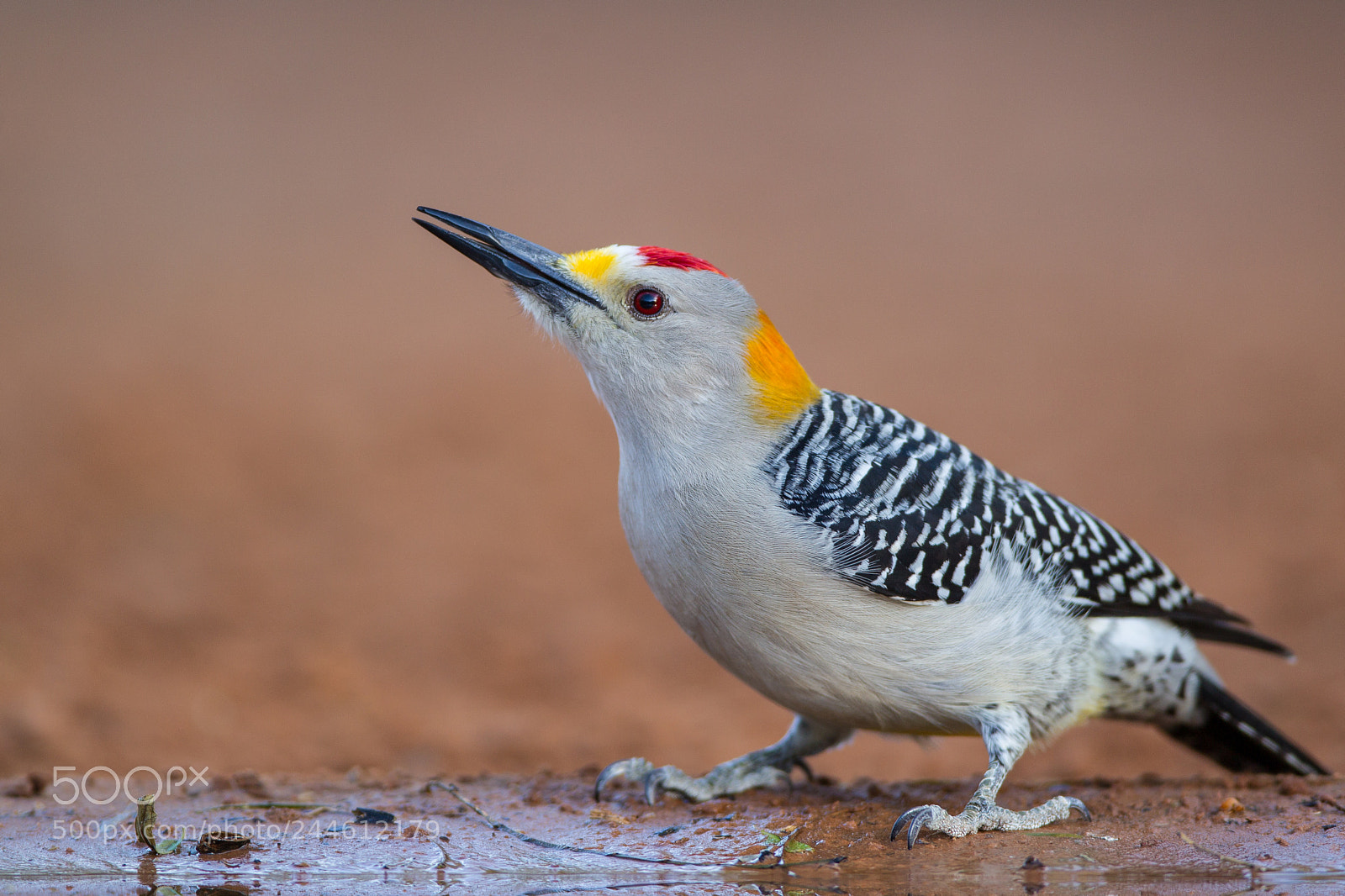 Canon EOS-1D Mark IV sample photo. Golden-fronted woodpecker photography