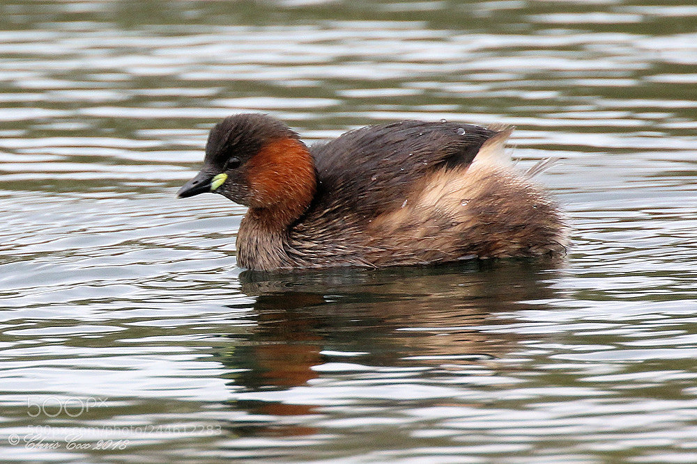 Canon EOS 7D Mark II sample photo. Dabchick photography