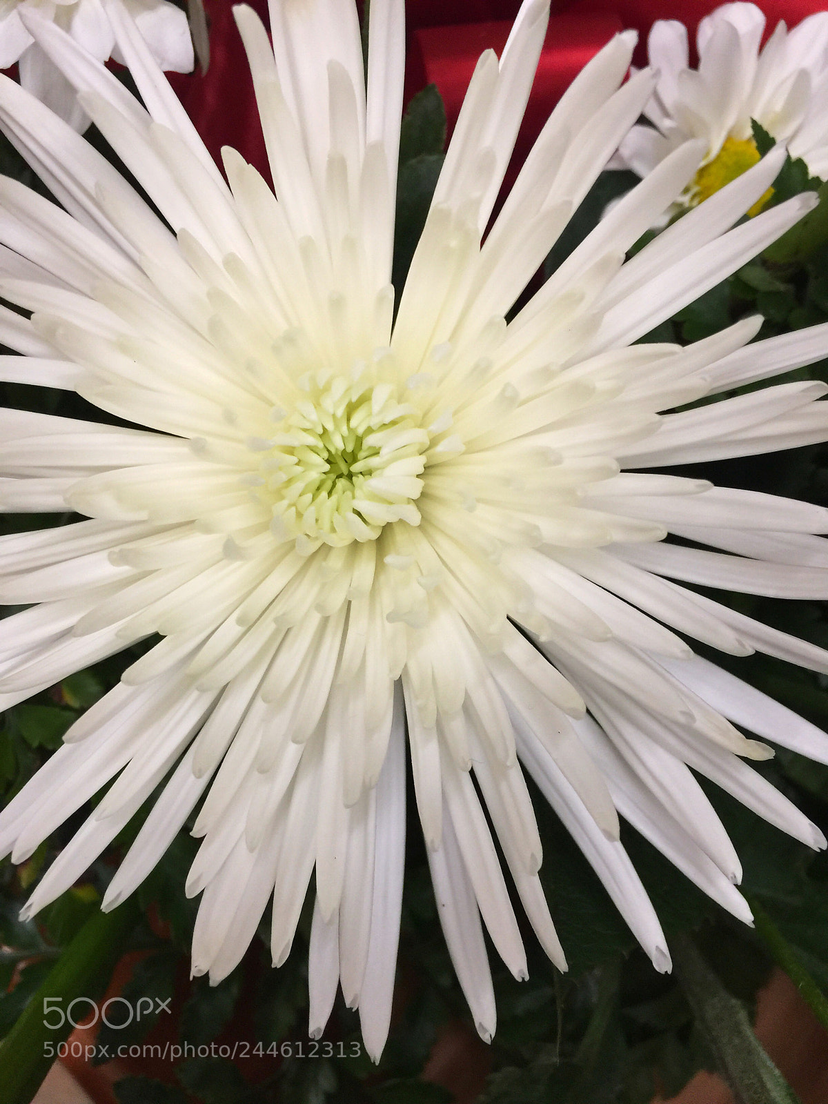 Apple iPhone 6 Plus sample photo. Today’s flower ? photography